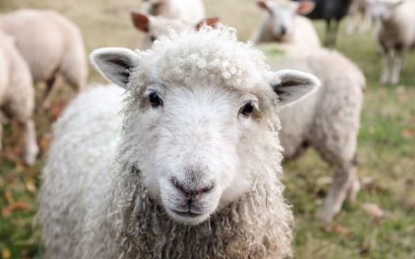 Причины востребованности овцеводства