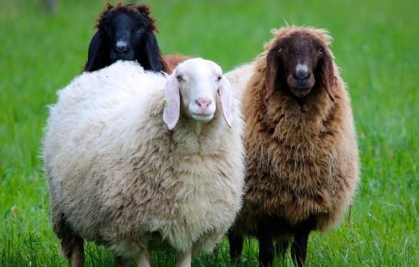 Разведение овец как бизнес