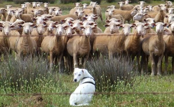 Разведение овец как бизнес