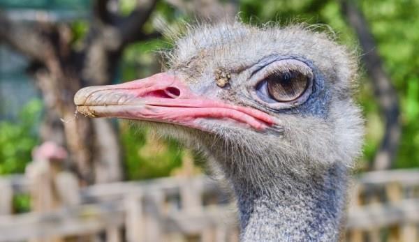 Разведение страусов как бизнес: выгодно или нет?