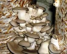 Выращиваем грибы: технологическое оснащение