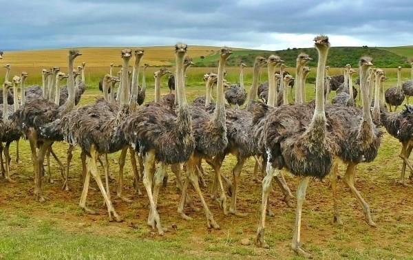 Особенности разведения страусов