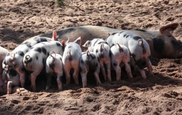  Разновидности свиней: каких выращивать