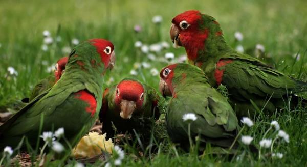 Особенности бизнеса по разведению попугаев