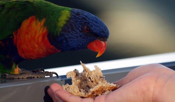 Особенности бизнеса по разведению попугаев