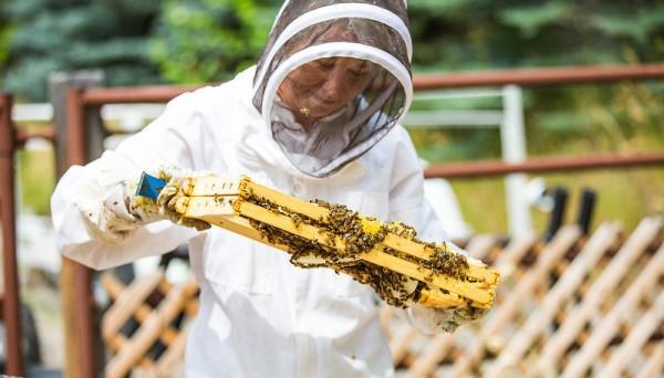 Преимущества и недостатки пчеловодства