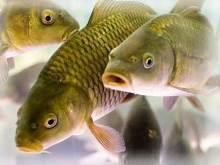 Особенности разведения рыбы в пруду
