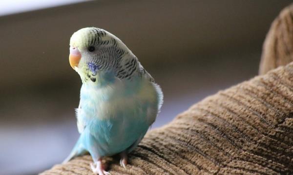 Выбор подходящего вида попугаев 