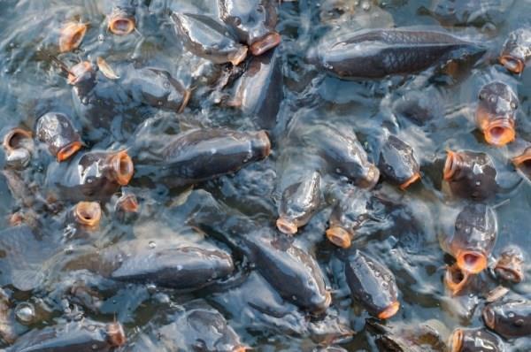Виды живых кормов, которыми можно кормить рыб, их культивация