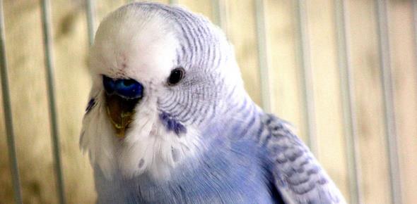 Разведение попугаев как бизнес: выгодно или нет?