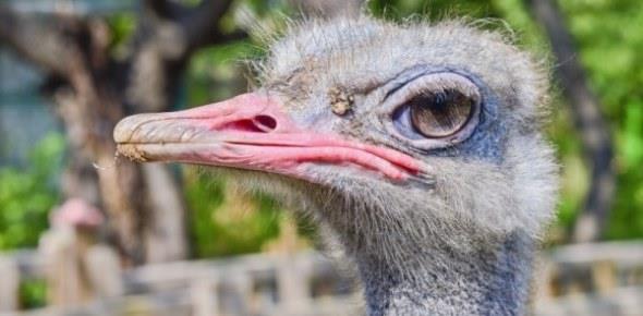 Сколько можно заработать на разведении страусов?