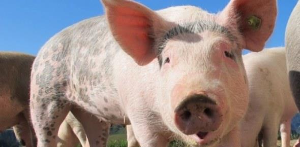 Сколько можно заработать на разведении свиней?