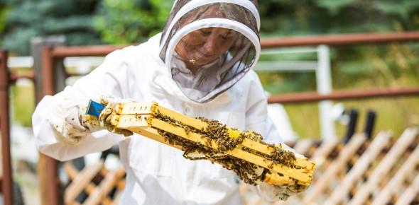 Как открыть бизнес по пчеловодству?