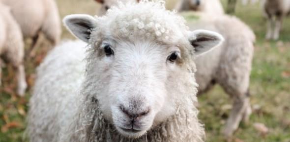 Как заработать на разведении овец?